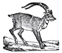 Ibex