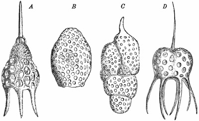 Fig. 49.