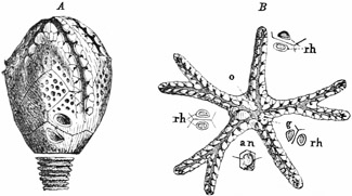 Fig. 313.